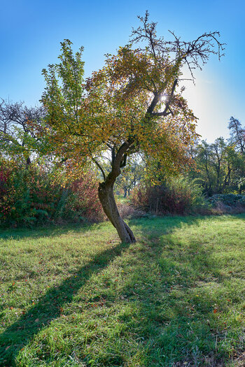 NF-Galerie_11c_LotharP_GoldenerHerbst_2018_05_020.jpg