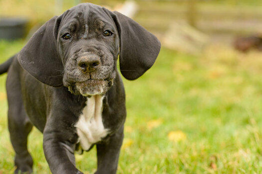 angus -2321.jpg