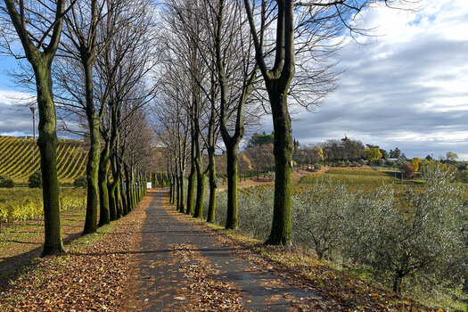Conegliano.jpg