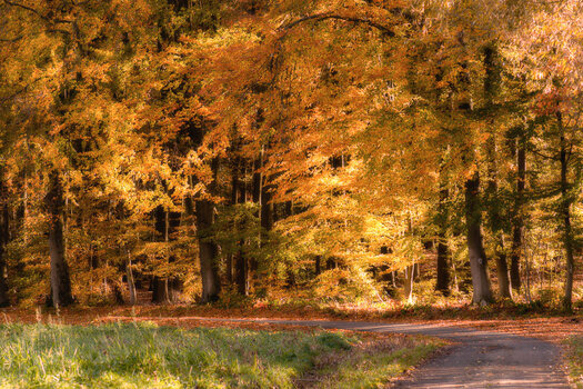 herbstwald-.jpg