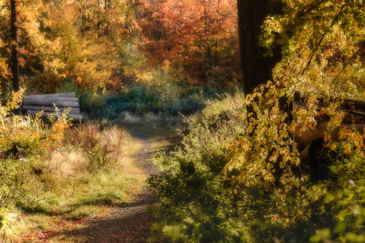 herbstwald2-.jpg