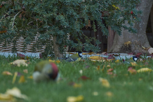 DSC_0131.jpg