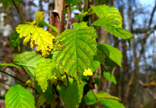 DSC_1763_III.jpg