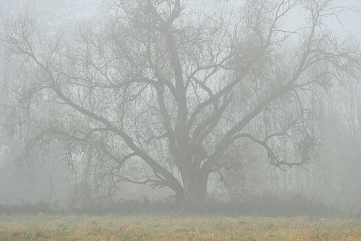 comp_Nebelbaum_398.jpg