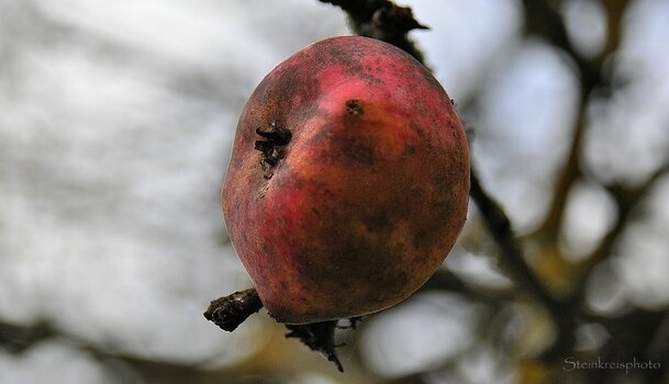 comp_Novemberapfel_406.jpg