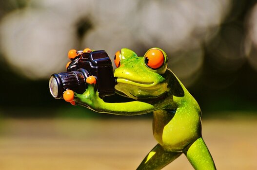 Fotografierender Frosch Fotografierender Frosch