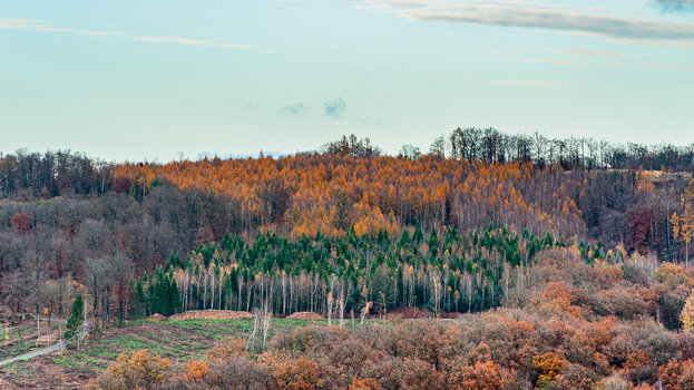 wald-5953.jpg