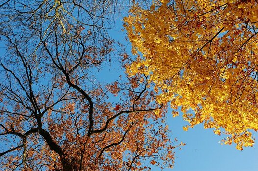 comp_Indian Summer 21_411.jpg