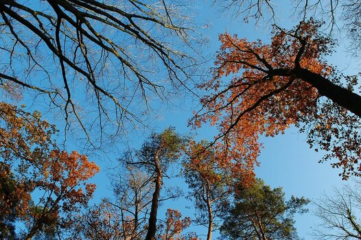 comp_Indian Summer 21_412.jpg