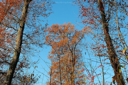comp_Indian Summer 21_413.jpg