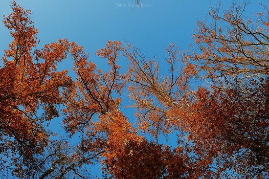 comp_Indian Summer 21_414.jpg