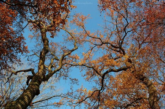 comp_Indian Summer 21_416.jpg