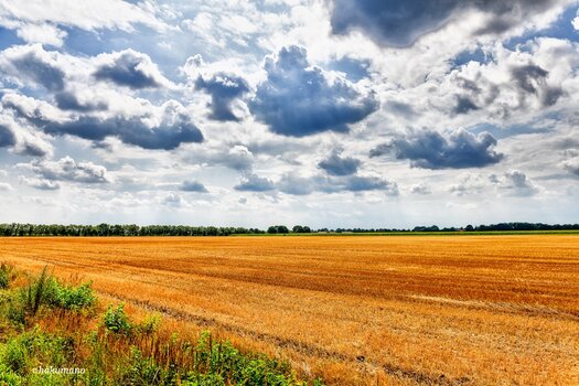 Feld und Wolken 1.jpg