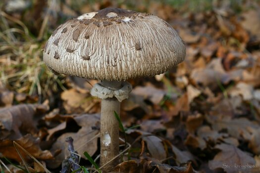 comp_Parasol_418.jpg