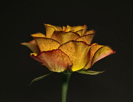 BIO_2383_01_TonMap.jpg