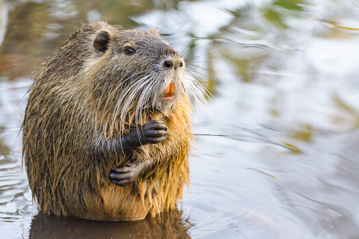 Nutria-3473.jpg