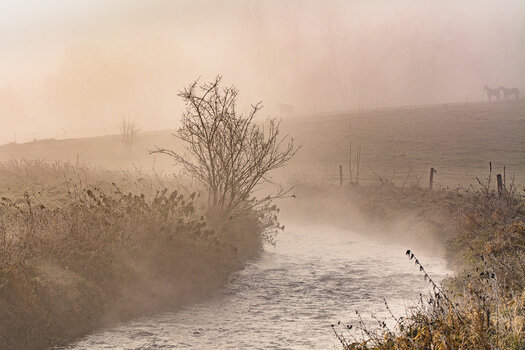 Nebel-3366.jpg