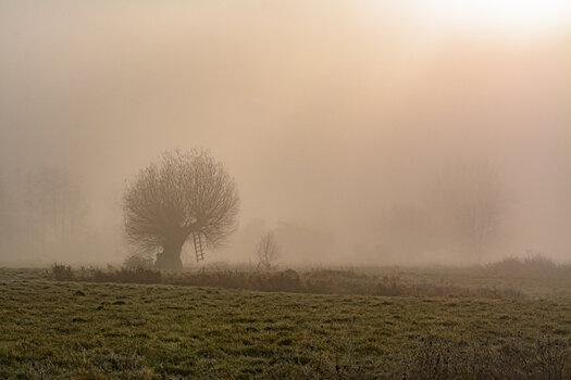 Nebel-3367.jpg
