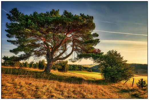 21-09-19_NIKON Z 7__NZ77697 (1).jpg