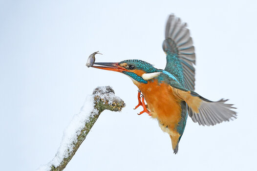 Eisvogel mit Beute im Schnabel im Anflug auf Ast