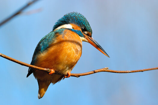 Eisvogel in der Sonne auf einem Ast