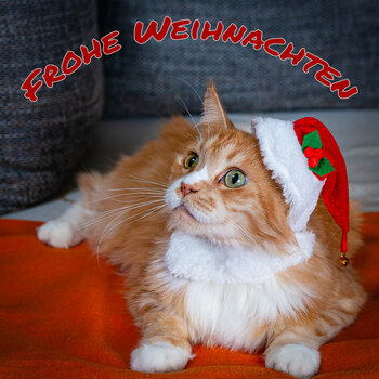leo_weihnachtskatze_klein_text.jpg