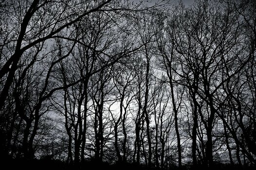 comp_D50 Winterwald 2.jpg