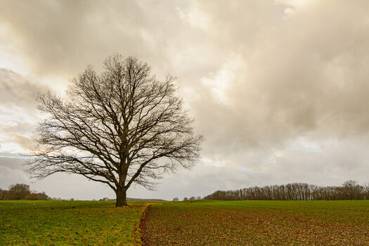 baum-3826.jpg