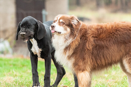 doggies-6181.jpg