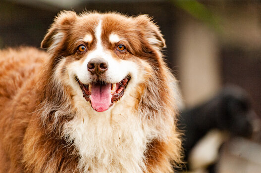 doggies-6134.jpg
