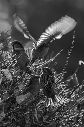 comp_P1010045-2.jpg