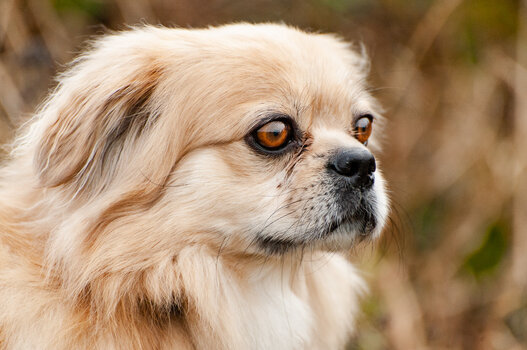hund-6359.jpg