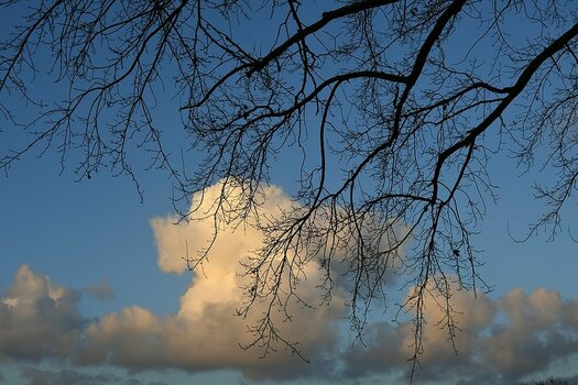 comp_Wolkenbaum_446.jpg