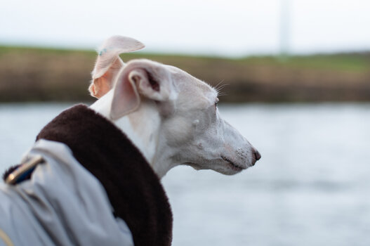 steife brise-6554.jpg