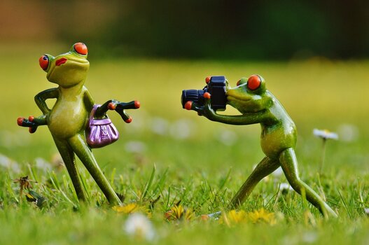 Frosch fotografiert Fröschin. Symbolbild Frosch fotografiert Fröschin. Symbolbild