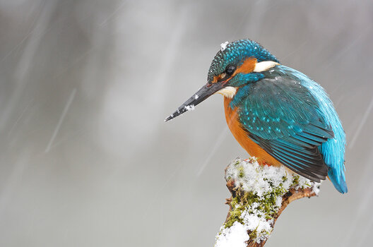 Eisvogel auf einem Ast sitzend bei Schneefall