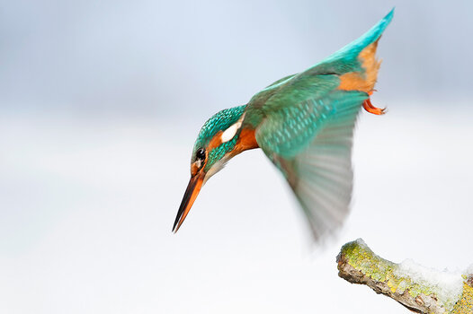 Eisvogel fliegt nach unten, um zu tauchen und zu fischen