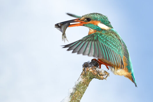 Eisvogel mit Fisch im Schnabel sitzt auf einem Ast