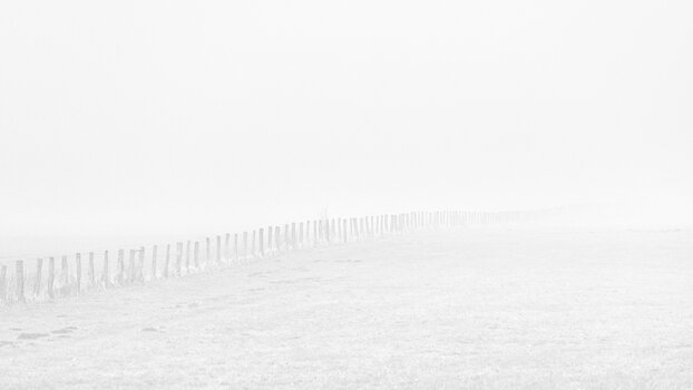 nebel weide-.jpg