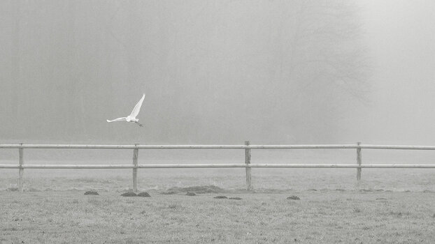 nebel silberreiher-.jpg