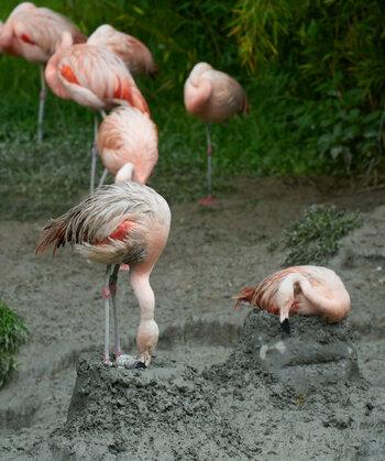 202107_Zoo_ZH_DSC03850.jpg