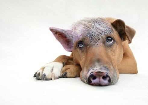 Innerer Schweinehund. Bildkomposition: Hund mit Schweineohr und Schweinenase