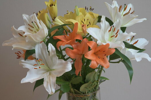 lilien.JPG