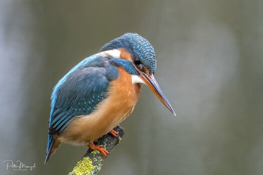 Eisvogel auf Ansitzast