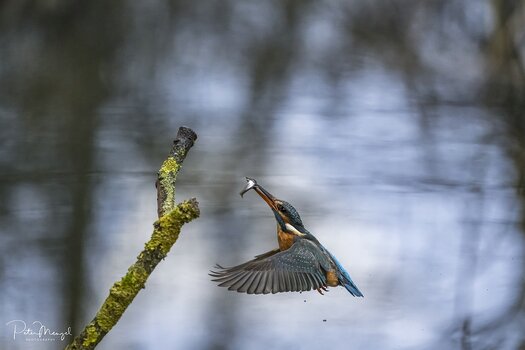Eisvogel mit Beute im Schnabel im Anflug auf den Ansitzast