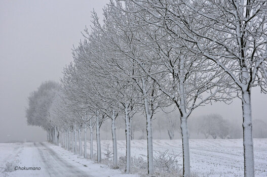 Schneebäume 1.jpg