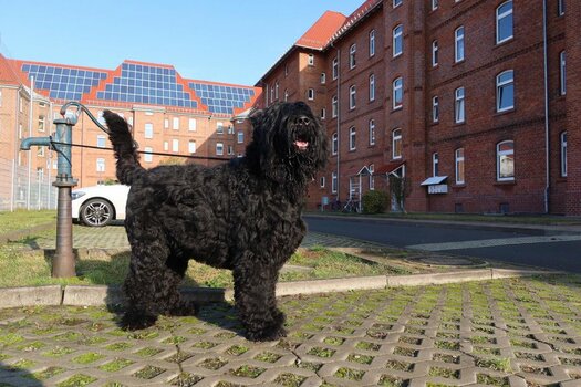 schwarzer russicher Terrier.JPG