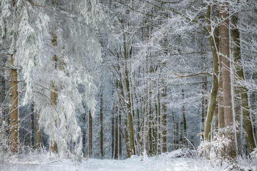 white white white_s_1920.jpg