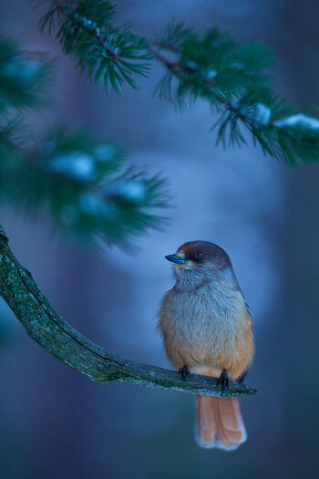 Siberian Jay.jpg Siberian Jay.jpg