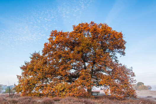baum.jpg